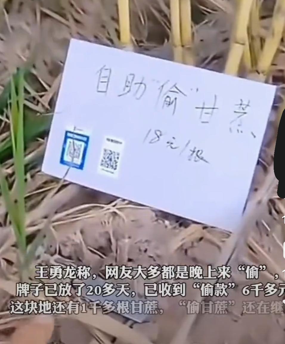 允許偷的甘蔗地已收款6000元